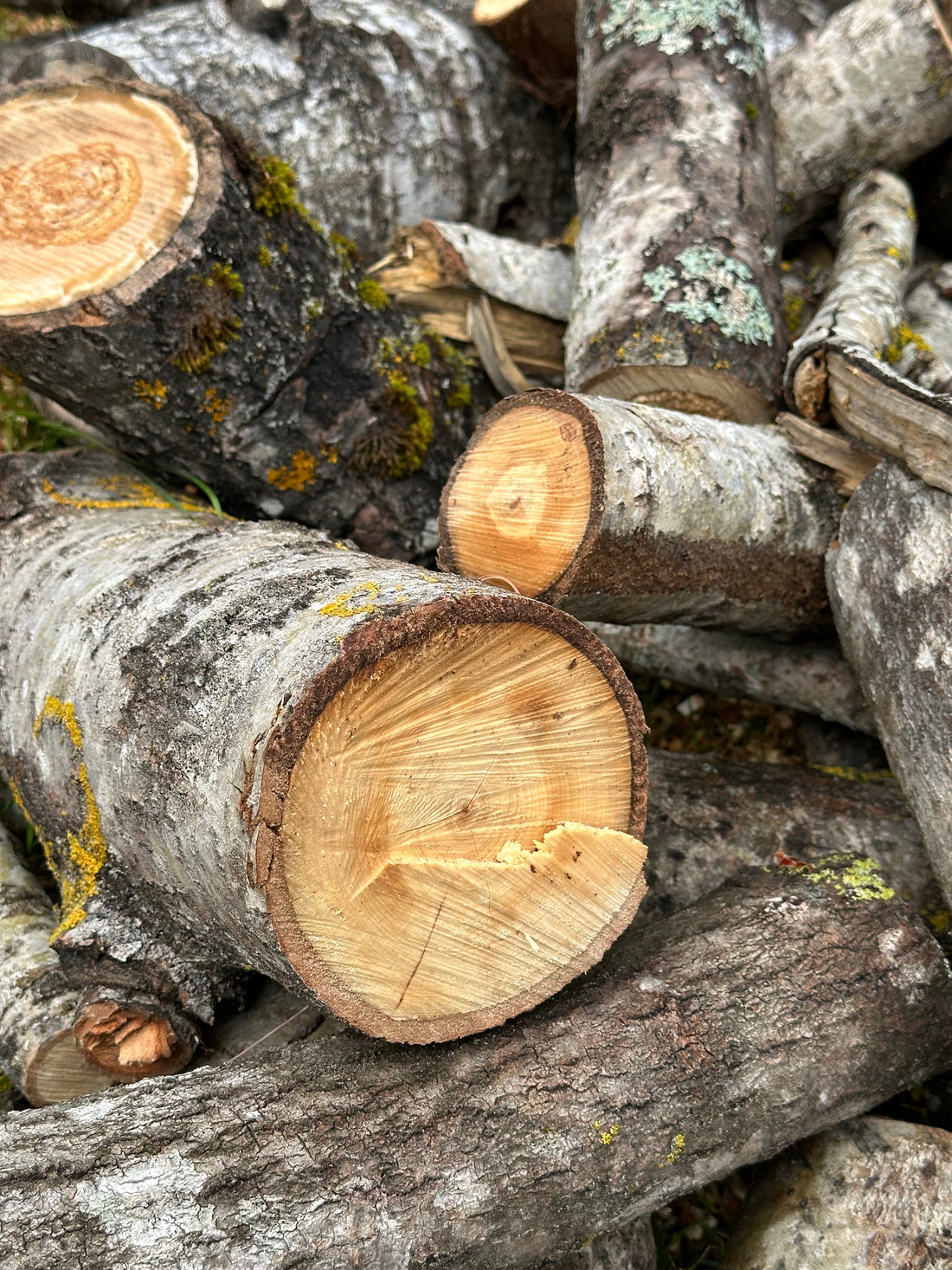 fire wood for sauna