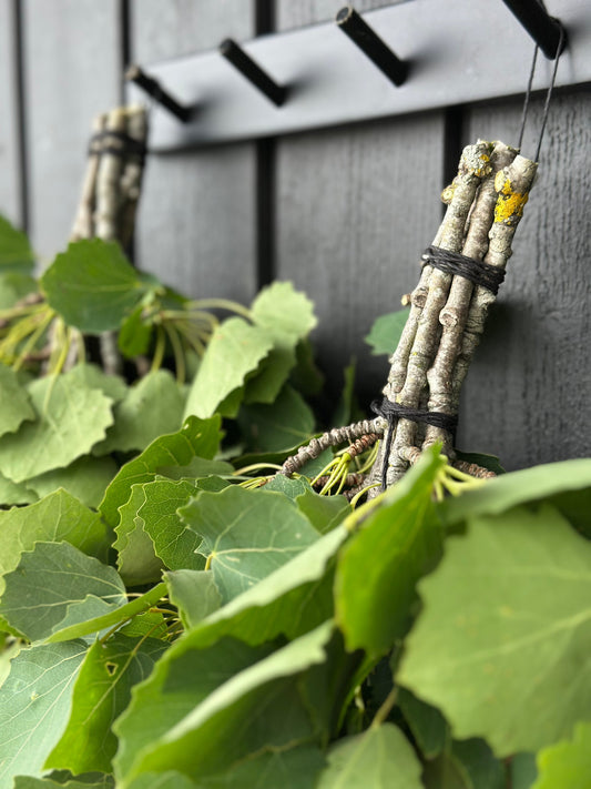 fresh, green leaf sauna whisks hanging on the sauna wall