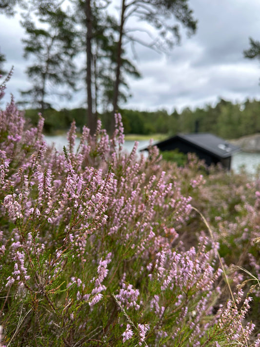 heather in stockholm archipelago